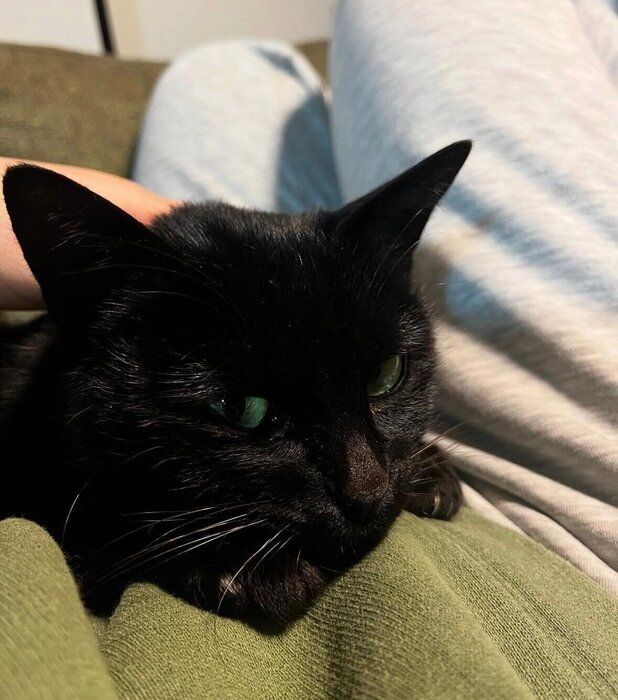 飼い主さんのおなかの上で甘える三浦ちゃん(推定生後6カ月)。