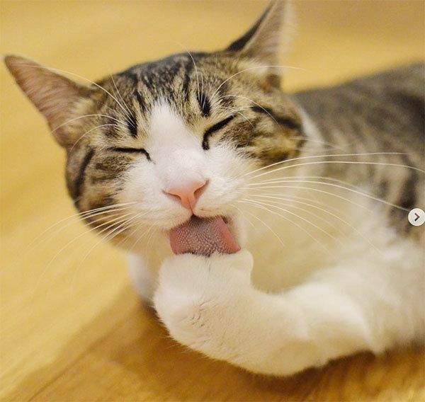 しゃこちゃん