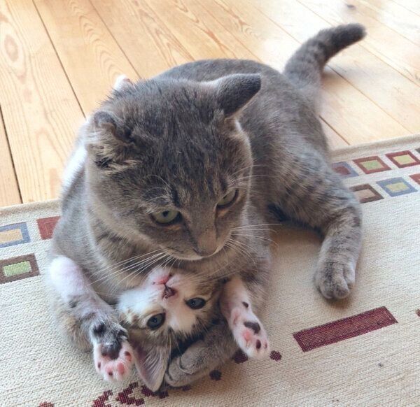 じゃれ合うころんちゃん、ねんねちゃん