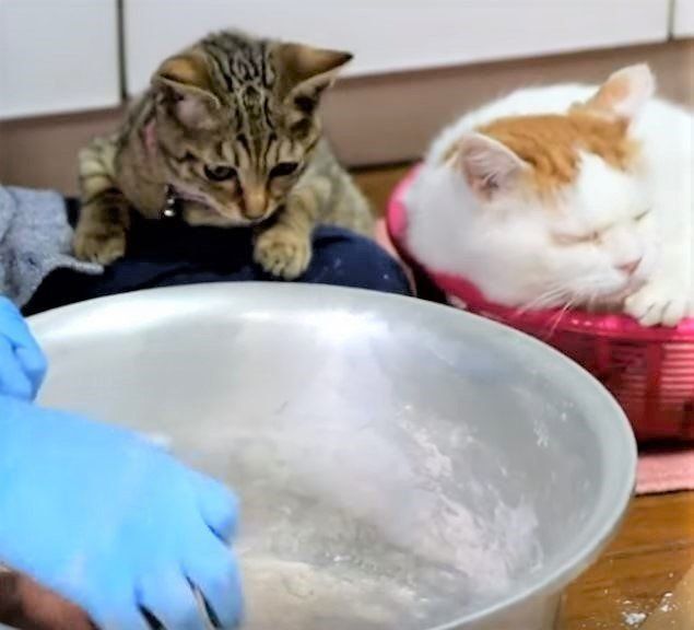 猫ときびもち