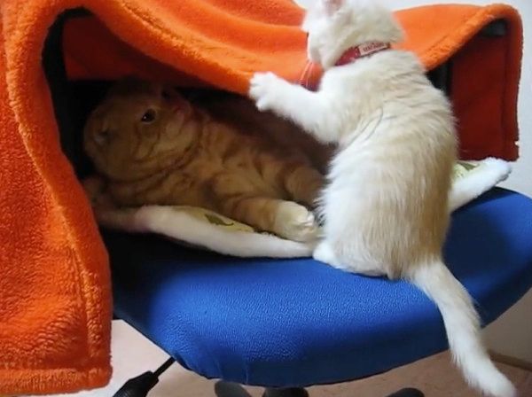 2匹の猫