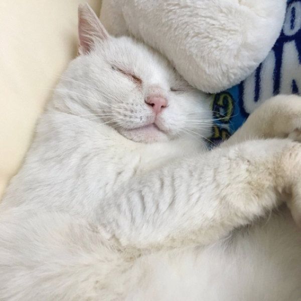 猫のしーちゃん
