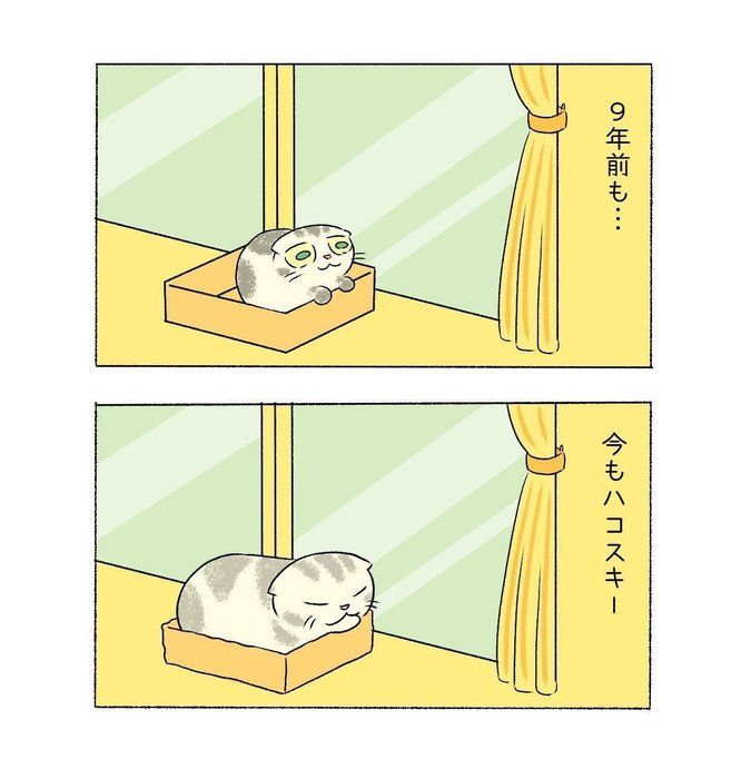 @tacos_cat