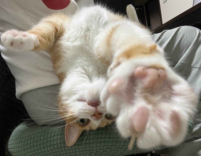 肉球を見せるクウちゃん