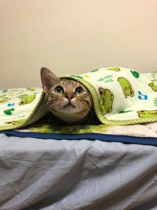 ごはんくれるニャりか?