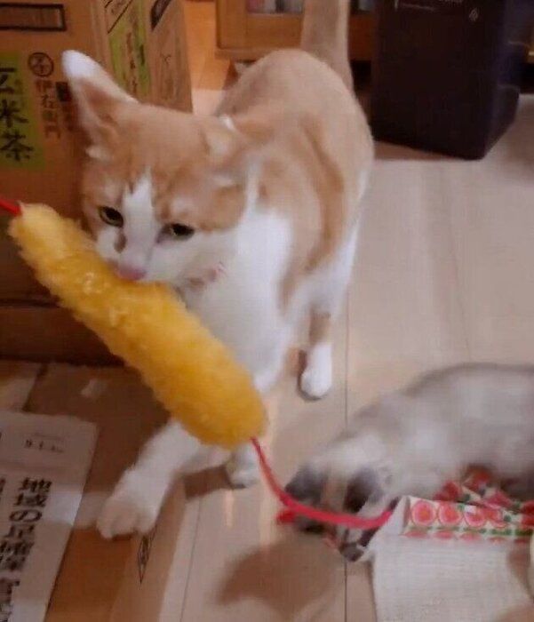 仲良く遊ぶ?ウニコくん、ルナちゃん