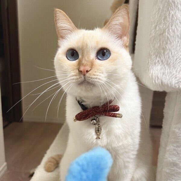 新しいおもちゃに夢中のひなたちゃん