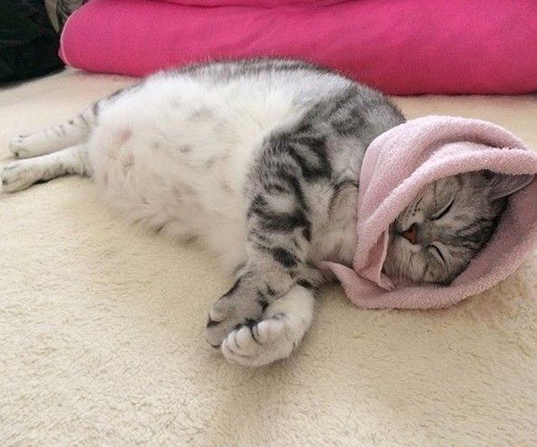 ピンクのタオルを顔に巻いている猫