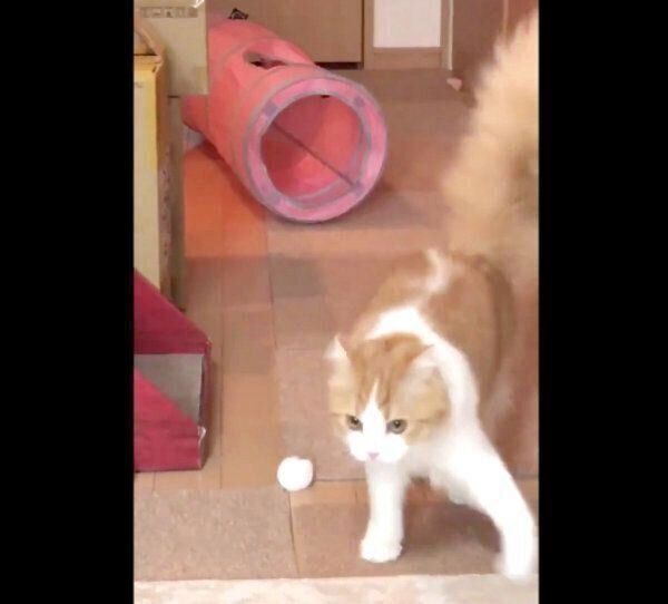 オラつくちのさん