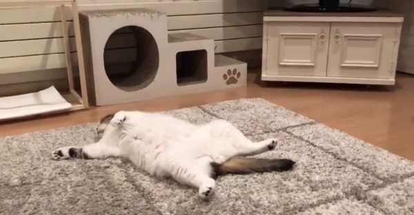 テレビのナレーションに反応する猫