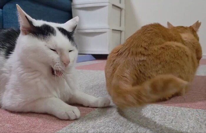 ちゃーくんがしっぽを振る横で、あくびをするこもちゃん
