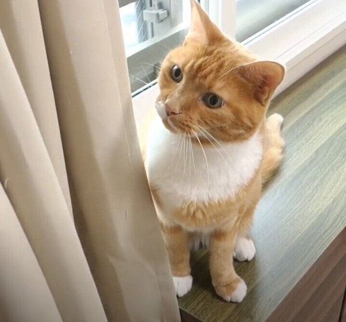 カーテンと猫