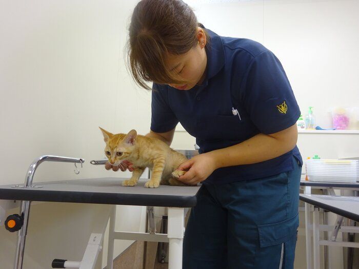 写真提供/おおいた動物愛護センター