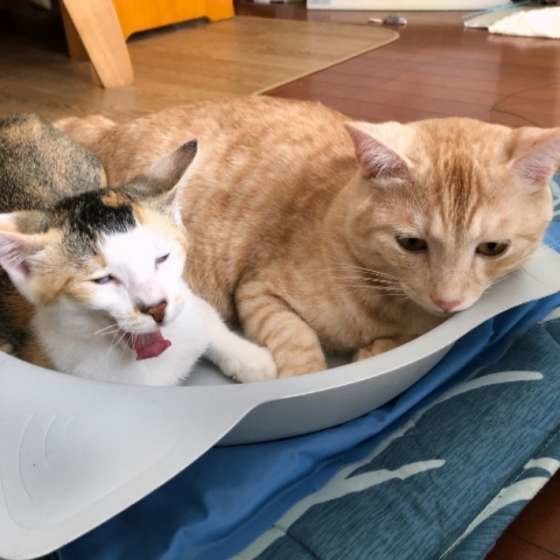 寄り添う猫