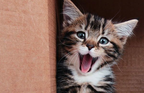 鳴く猫