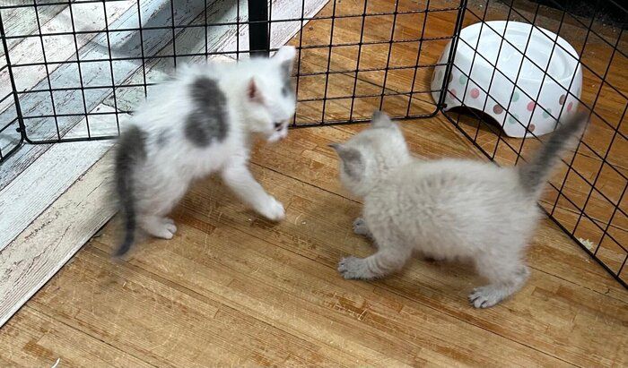 仲良くじゃれあううーしーくん、しゃぽくん