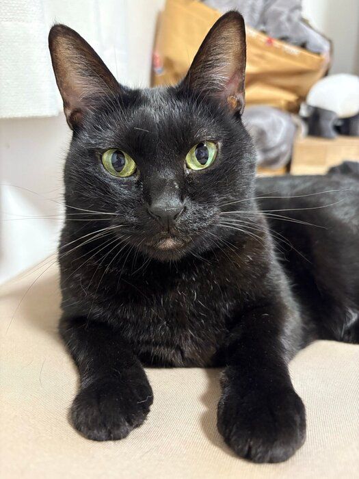 5才になった猫