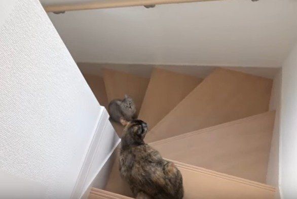 猫 マロちゃん