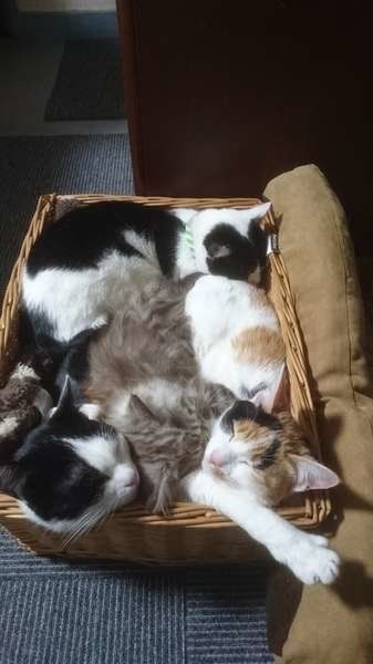 仲良しの猫4匹