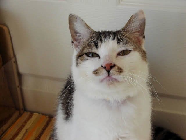 眠そうな目の猫