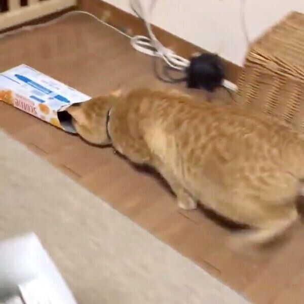 ティッシュ箱に入ろうとするちゃたろうくん