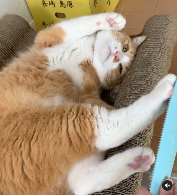 ブラシを後ろ足で止めるさんてくん