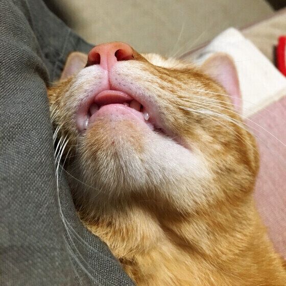 舌がチョロッ