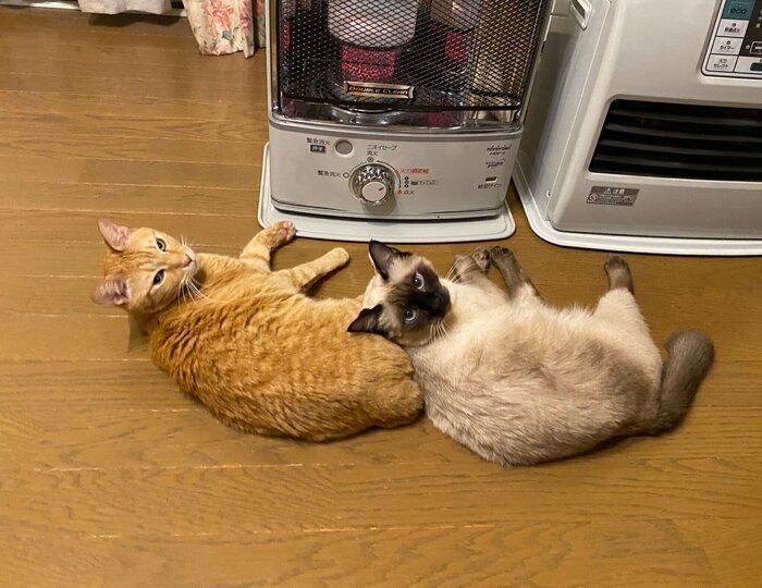 ストーブに近寄る猫
