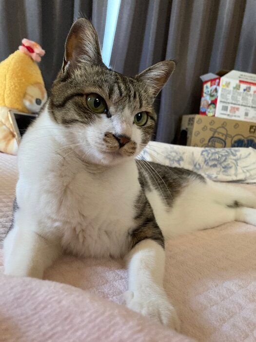 寝そべっている猫