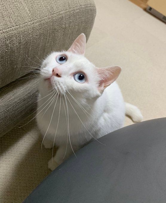 上を見る猫