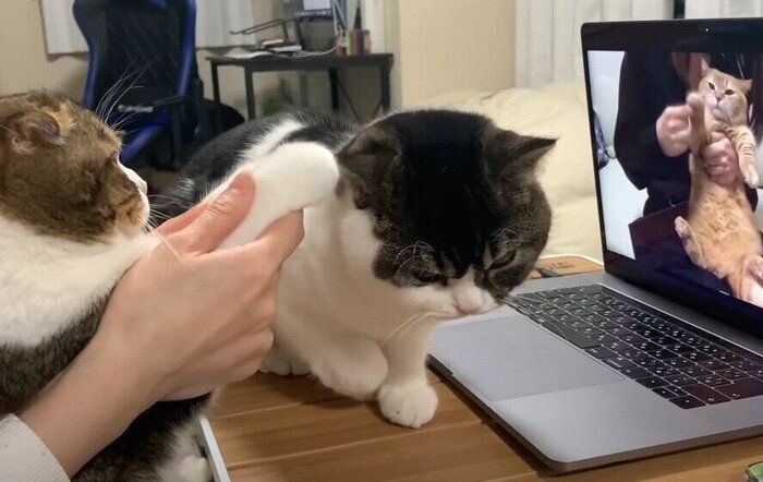 ZOOMする猫