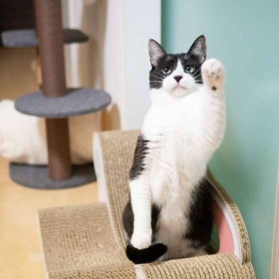 白黒猫