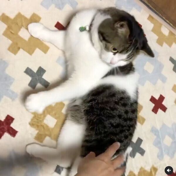 まったり中のとおふくん