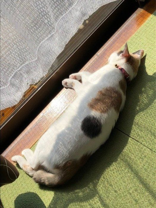 まっすぐの姿勢で日向ぼっこするMIXミケ