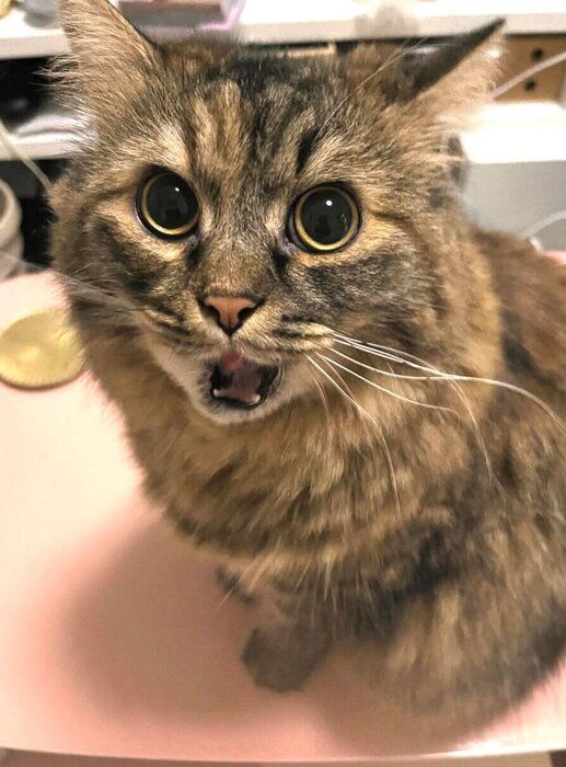 見つめるくるみちゃん