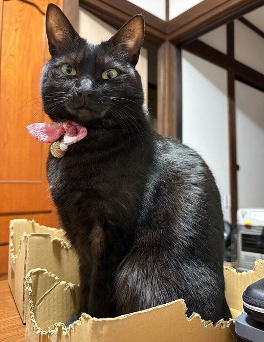 立派に成長したてんちゃん