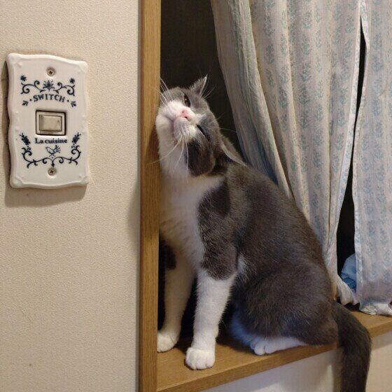 窓枠にスリスリ