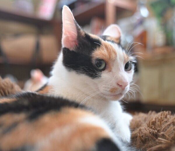 夏はスリムなニケちゃん