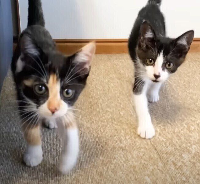 【♥︎】階段を上る2匹の子猫、かわいさいっぱい 2匹の保護子猫をお迎えし、あまりの可愛さと小ささに涙→4年後の