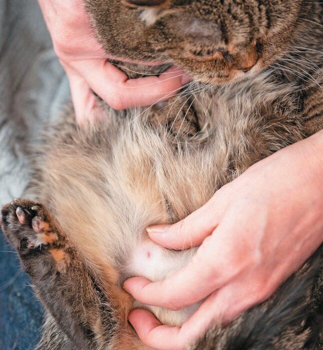 猫のおっぱいのチェック方法