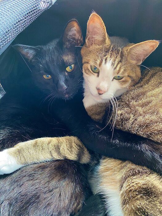 抱き合っている2匹の猫