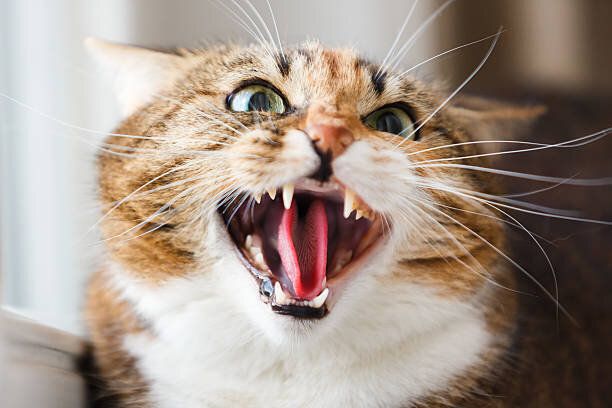威嚇している猫