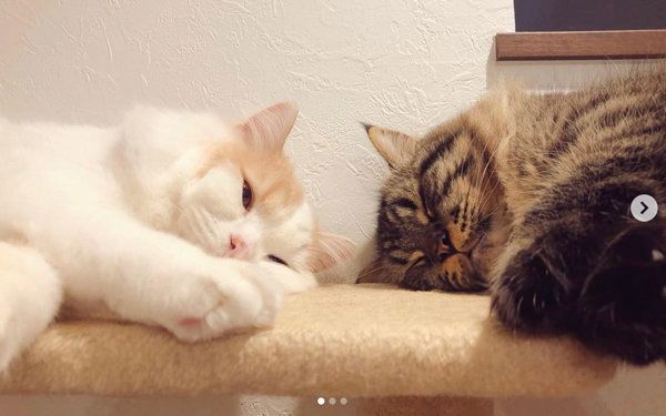 仲良く眠るラガマフィンのチロルちゃんとスコティッシュフォールドのアポロちゃん