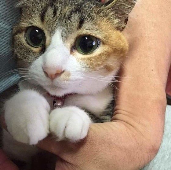ミケのななちゃん
