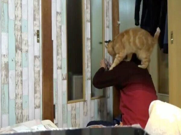 DIYを妨害する番長くん