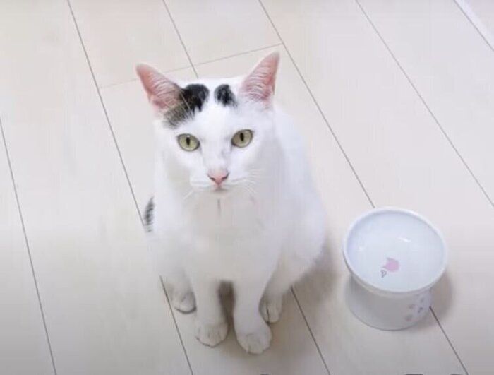 ねこ チロくん