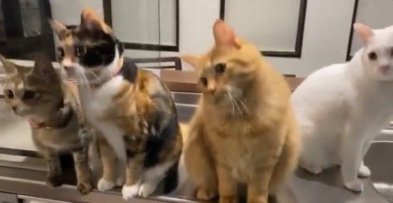 首を回す猫