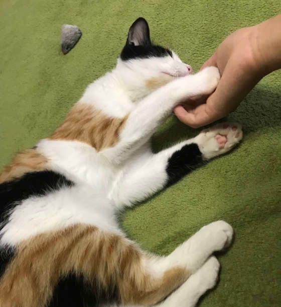 あごなでなで