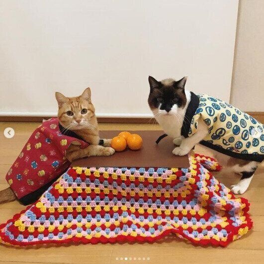 猫用こたつを囲む2匹の猫