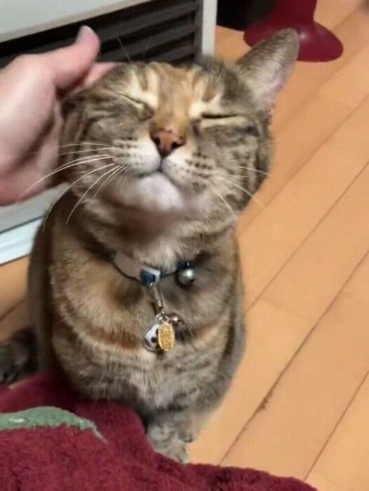 うっとりした表情をするこむぎちゃん